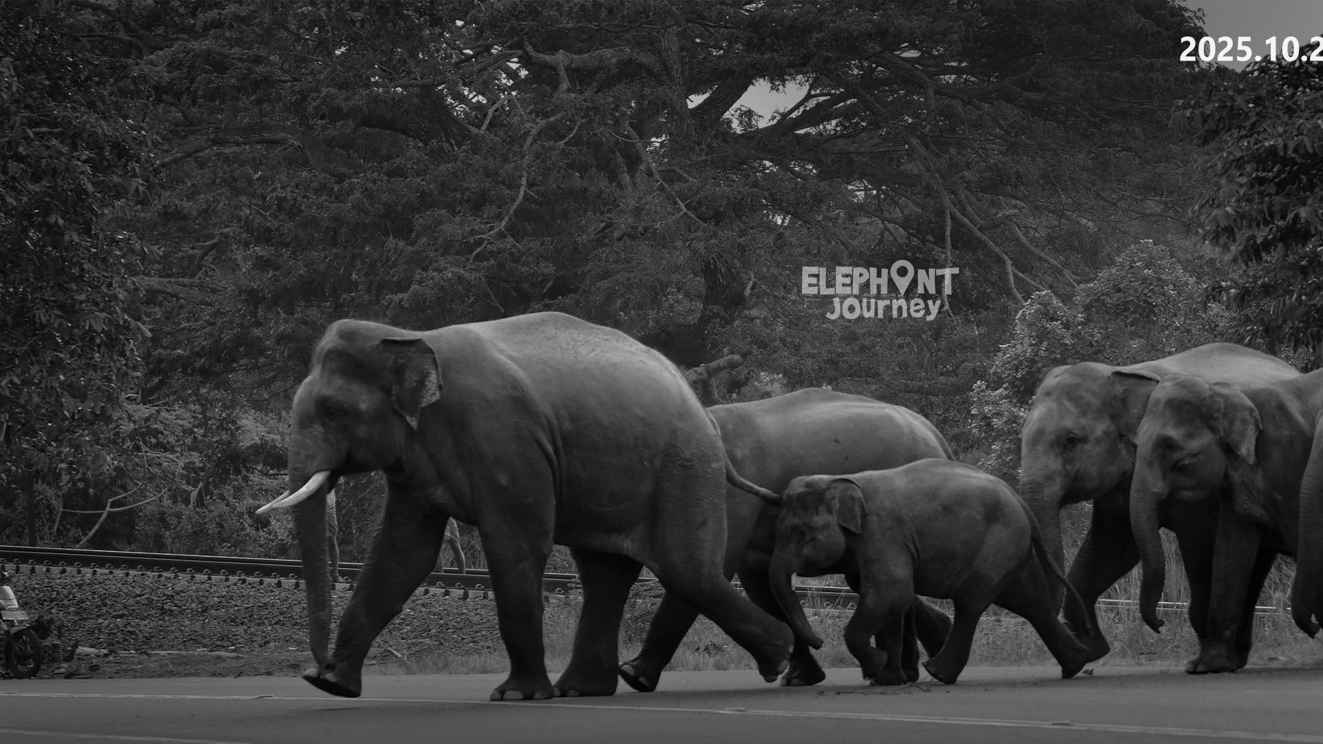 Six more elephant deaths