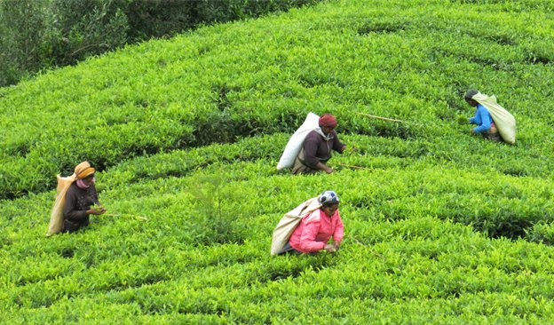 news 624x366 2024 srilankateapickers