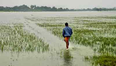 destroyed paddy fields
