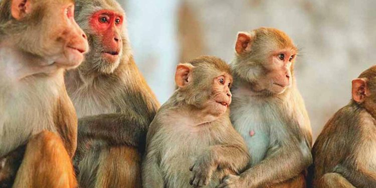 monkeys in sri lanka 2 750x375